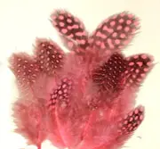 Spotted Guinea Hen Feathers 1-4" Body Plumage PINK dyed 1/4 oz bag