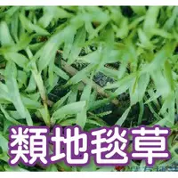 在飛比找蝦皮購物優惠-【現貨】【全館590免運】類地毯草種籽1公斤 草坪種子 草皮