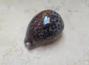 Cypraea pantherina GEM NICE PATTERN AND COLOR F++++ SUPER natural glossy 77mm