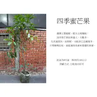 在飛比找蝦皮購物優惠-心栽花坊-四季芒果/四季蜜芒果/水果苗/嫁接苗/芒果品種/售