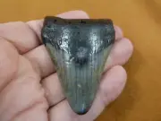 (S268-12) big 2-5/8" Fossil MEGALODON Shark Tooth Teeth JEWELRY love meg sharks