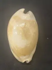 EXTINCT Fossilized COWRIE Shell From Central Florida, Pliocene Era.
