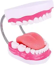 TENOL Tooth Model Standard Dental Model Education for Study Study Practice Tooth Study Supplies, 6 Times Bigger