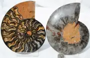 Large Black Ammonite Pair Deep Crystals 110myo Real Fossil 141mm 5.6" 9870dd