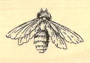 Honeybee BEE Wood Mounted Rubber Stamp IMPRESSION OBSESSION A8859 New