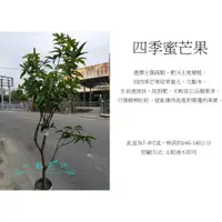 在飛比找蝦皮購物優惠-心栽花坊-四季芒果/四季蜜芒果/8吋/四季生/水果苗/嫁接苗