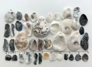 40 Natural Oyster Clam Shell pearlescent frag beach seashell jewelry craft #B US