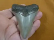 (S275-14) big 3-1/4" Fossil MEGALODON Shark Tooth Teeth JEWELRY love sharks