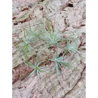 在飛比找蝦皮購物優惠-空鳳 多國花 Tillandsia stricta 空氣鳳梨