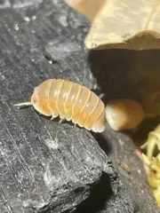 10+ Citrus ( Cubaris sp. ) Isopods