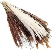 HAMPPLIES 1set Dried Flower Bouquet for Home Decor Natural Pampasgrass Arrangement Stylish Table Centerpiece for Weddings Parties and Rustic Themes Easy to Maintain Dried Florals