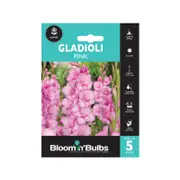 Bloomin' Bulbs Gladioli Pink Bulbs - 5 Pack