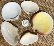 5 - 2" to 3" WIDE CLAM SHELLS FOR FEEDING YOUR HERMIT CRAB
