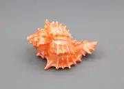 American Girl Today Seaside Cabana Sea Shells conch for 18'' doll