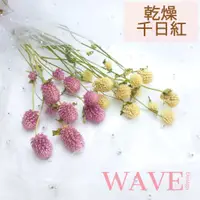 在飛比找蝦皮購物優惠-《WAVE Design 》千日紅 圓仔花 乾燥花材 天然乾