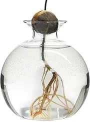 Generic Avocado Vase Grow Glass,Clear Avocado Seed Starters Planter Vase,Glass Avocado Tree Growing Kit,Vase Home Table Decor Avocado Containers&Accessories,Gardening Lovers Gifts, XV0NIV6YI0U4F5RNICR