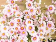 Cosmos, Daydream - Heirloom Flower by Life-Force Seeds Australia