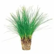 DWARF MINI HAIR GRASS - 5CM POT For Fish Shrimp Snail Tank Aquarium