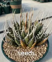 Agave utahensis var. eborispina S eeds 50PCS