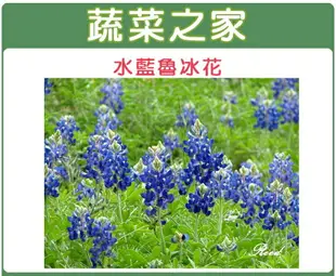 【蔬菜之家】H05.魯冰花(水藍色)種子(共有3種包裝可選)