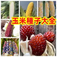 在飛比找蝦皮購物優惠-包發芽~【玉米種子】新品爆款多種品種玉米大全 白龍王水果玉米