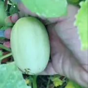 Cucumber - Dragon's Egg seeds