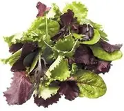 Lettuce Gourmet Mix Salad 200 Seeds