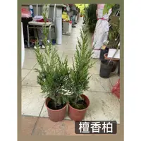 在飛比找蝦皮購物優惠-檀香柏/5寸盆/綠化樹木/永吉種苗園