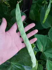 BEAN DWARF 'Italian Romano' seeds