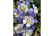 AQUILEGIA 'McKana Giants Mix' / Columbine / Grannys Bonnet seeds