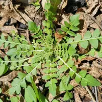 在飛比找蝦皮購物優惠-大田陽台盆栽蔬菜種子 可四季種植 陸龜聖品 高產純野生薺菜種