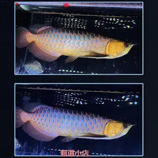 精品馬印神燈古典金龍led魚缸燈增艷防水金白藍底金龍魚專用燈