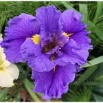 樲石園 — 鳶尾 LOUISIANA  IRIS（路易斯安那鳶尾）品種 — 成株/塊根