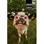 COW CATTLE FARMING FARMER WEEK PLANNER WEEKLY ORGANIZER CALENDAR 2020 / 2021 - SNIFF: CUTE WILDLIFE ANIMAL PET BULLET JOURNAL NOTEBOOK DIARY IN 6