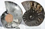 Large Black Ammonite Pair Great Crystals 110myo FOSSIL LRG 113mm 4.5" 9370cc