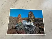 Maui's Rare Silversword Postcard