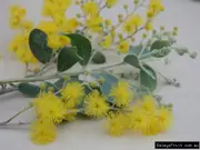 Buy Queensland silver Wattle Tree - Bright Yellow Flowers