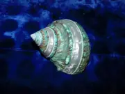 ONE (1) POLISHED PEARL BANDED GREEN SNAIL SHELL 3-1/2" BEACH DECOR