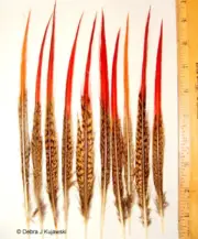 Pack of 10 Golden Pheasant Red Tipped Feathers 4 length ranges available
