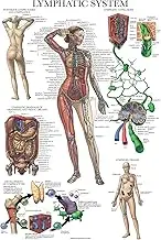 Palace Learning Laminated Lymphatic System Anatomical Poster - Lymphatic Anatomy Chart - 18" x 24"