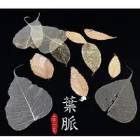 在飛比找蝦皮購物優惠-2022大自然葉脈 藝術品 拍照裝飾 乾燥花 DIY禮物 拍