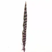 30" to 32" Reeves Pheasant Tail Feather - Pink