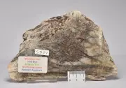 MICROBIAL MAT, Dresser Fmt, Stromatolite, North Pole Dome 200g, S779