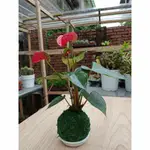 紅火鶴 苔球 室內小盆栽 室內觀葉植物