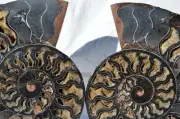 Dinosaur Split PAIR BLACK Ammonite 1 IN 100 XXL 212mm 110myo FOSSIL 8.5" a2470xx