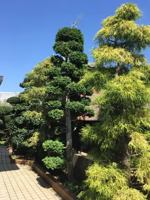 青松居Green Pine House