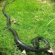 Yoogeer 47 Inches Rubber Lifelike Snake - Scary Gag Gift, Incredible Creatures Chain Snake, Rain Forest Toy, Wild Life