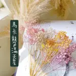 乾燥滿天星不凋滿天星 捧花胸花桌花花材 乾燥花束材料 不凋花玫瑰配材 手作素材 鄉村風 美睫拍攝道具永生花