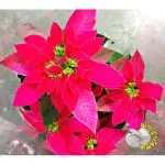 5吋盆 粉紅色聖誕紅盆栽 或 桃紅色聖誕紅盆栽 [[顏色&品種隨機出貨]] 室內植物活體盆栽 半日照佳 聖誕節禮物盆栽