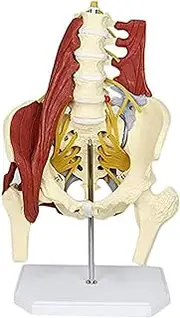 Lumbar Spine Bone Model, Female Pelvis Model, Medical Science with Pelvic Floor Muscle Anatomy Model Life Size Adult Skeleton Anatomical Model